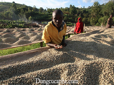 Cà phê chế biến khô ở Burundi