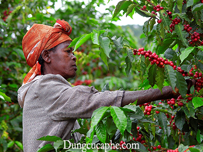 Một người nông dân đang hái cà phê ở Rwanda