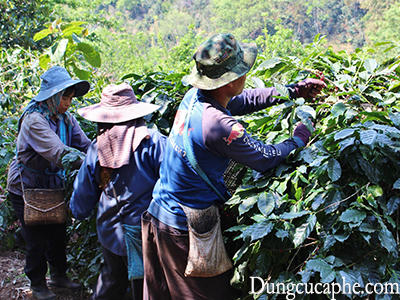 Thu hái cà phê ở Chiang Rai phía Bắc Thái Lan gần biên giới Myanmar