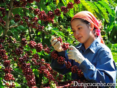 Việt Nam là nước sản xuất cà phê lớn thứ hai trên thế giới, và hầu hết cà phê được thu hoạch bằng tay